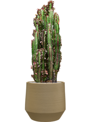 Euphorbia trigona 'Rubra' en Chakka