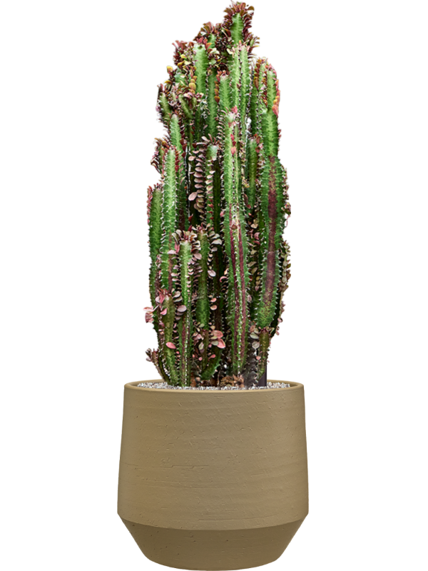 Euphorbia trigona 'Rubra' en Chakka, Gina Da