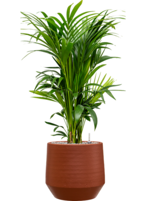 Kentia (Howea) forsteriana en Chakka