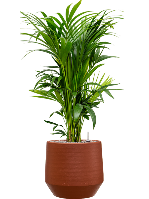 Kentia (Howea) forsteriana en Chakka, Gina Da