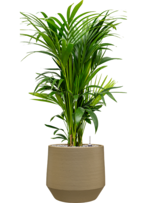 Kentia (Howea) forsteriana en Chakka