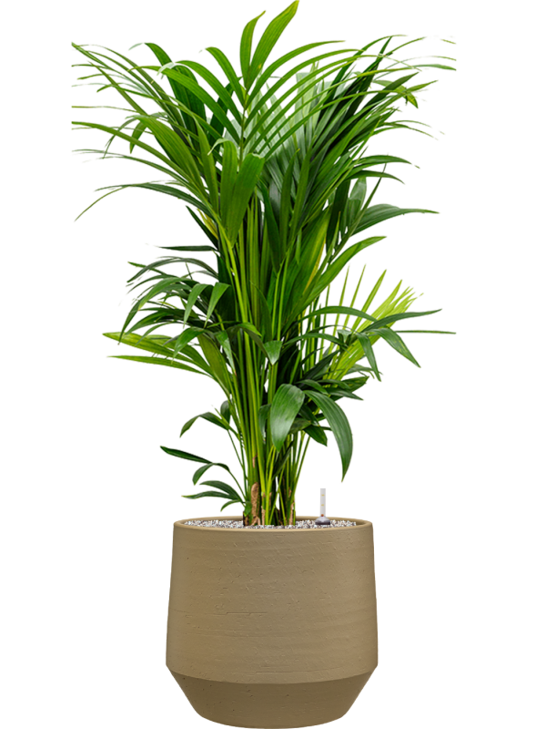 Kentia (Howea) forsteriana en Chakka, Gina Da