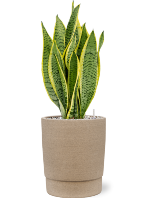 Sansevieria trifasciata 'Laurentii' en Chao