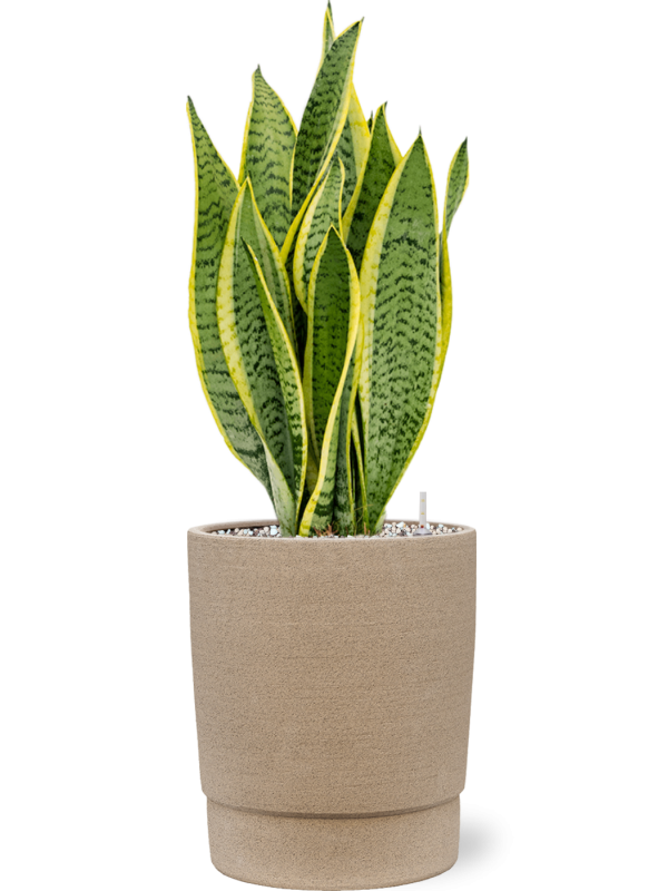Sansevieria trifasciata 'Laurentii' en Chao, 1240C