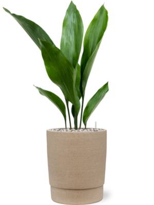 Aspidistra elatior en Chao