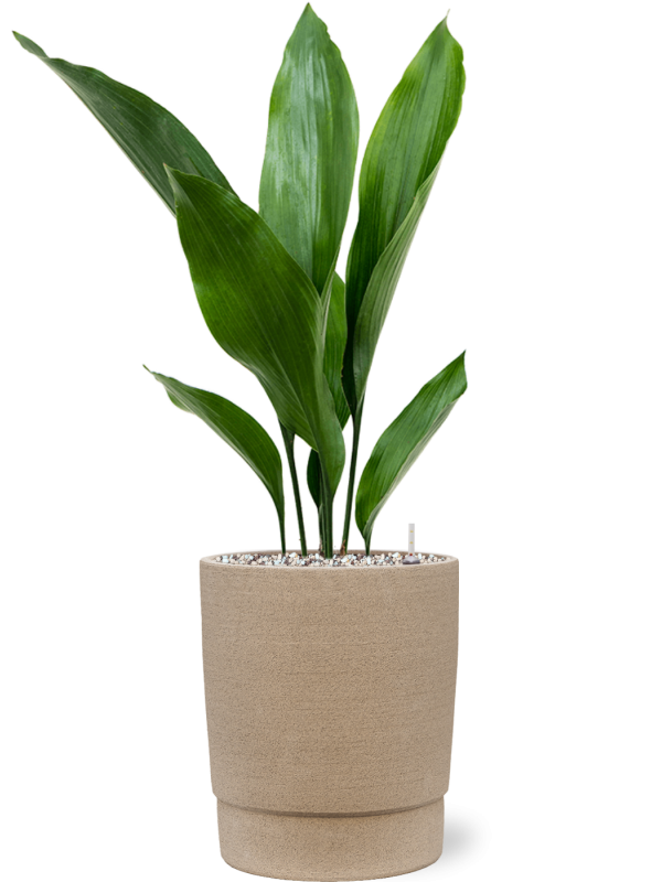 Aspidistra elatior en Chao, 1240C