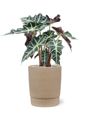 Alocasia 'Polly' en Chao