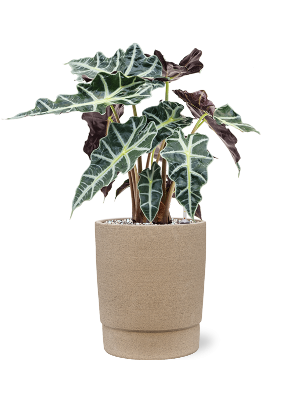 Alocasia 'Polly' en Chao, 1240C
