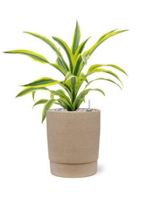 Dracaena fragrans 'Lemon Lime' en Chao
