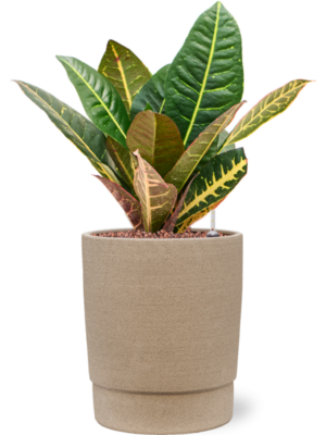 Croton (Codiaeum) variegatum 'Petra' en Chao