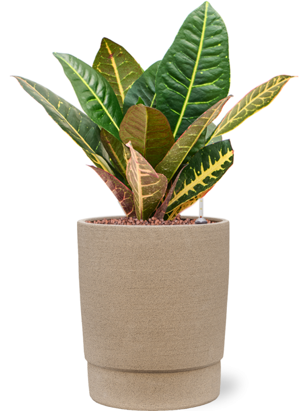 Croton (Codiaeum) variegatum 'Petra' en Chao, 1240C