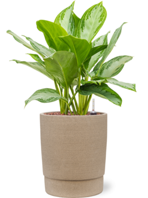 Aglaonema 'Silver Bay' en Chao