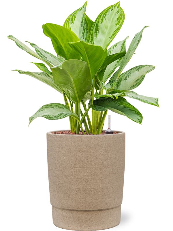 Aglaonema 'Silver Bay' en Chao, 1240C