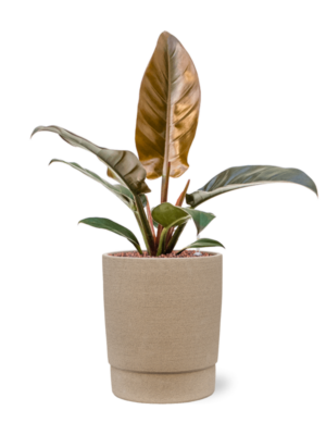 Philodendron 'Imperial Red' en Chao