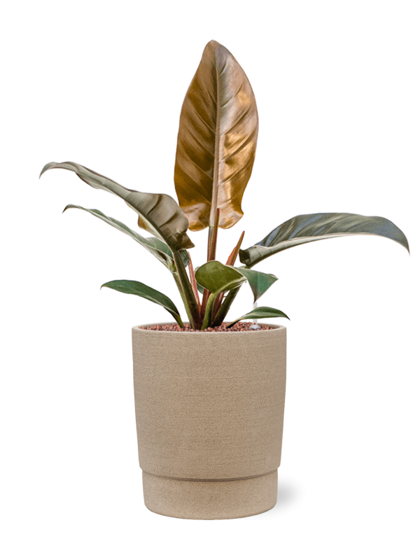 Philodendron 'Imperial Red' en Chao, 1240C