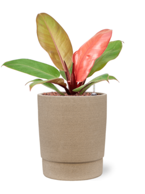 Philodendron 'Prince of Orange' en Chao