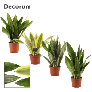 Sansevieria Aubrytiana mix