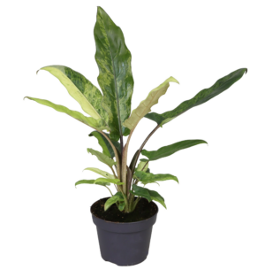 Alocasia Lauterbachiana Variegata