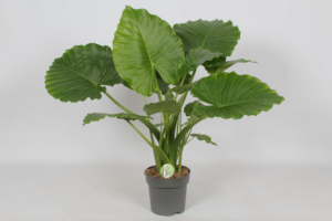 Alocasia gageana