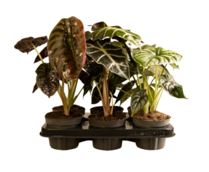 Alocasia mix