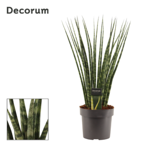 Sansevieria 'Fernwood'