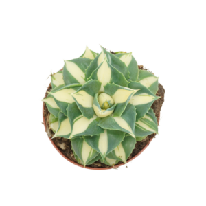 Agave potatorum gold