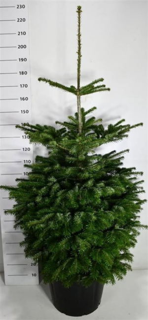 Abies nordmanniana