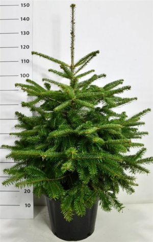 Abies nordmanniana