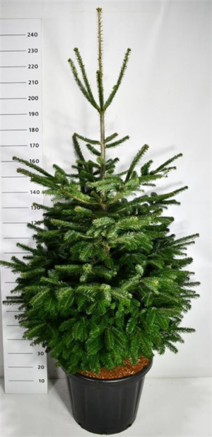 Abies nordmanniana