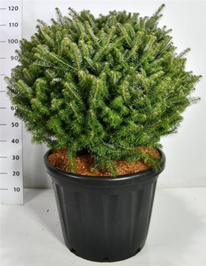 Abies koreana
