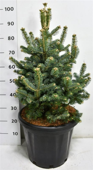 Abies lasiocarpa 'Compacta'