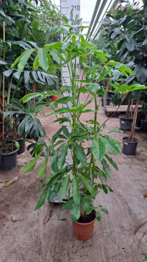 Schefflera actinophylla 'Amate'