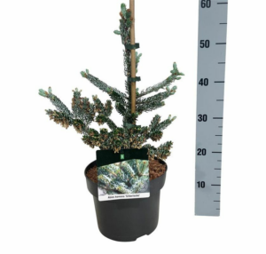 Abies koreana 'Silberlocke'