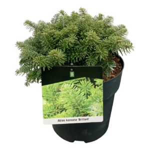 Abies koreana 'Brillant'