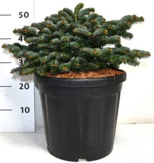 Abies nordmanniana 'Dobrichovice'