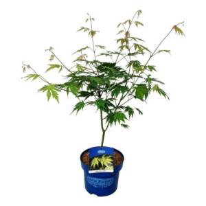 Acer 'Arctic Jade'
