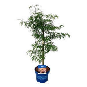 Acer 'Ice Dragon'