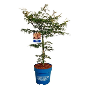 Acer 'Ice Dragon'