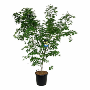 Acer 'Arctic Jade'