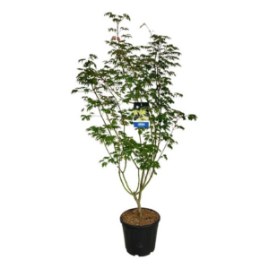Acer 'Arctic Jade'