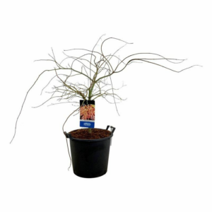Acer 'Ice Dragon'