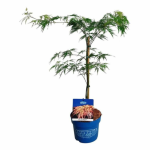 Acer 'Ice Dragon'