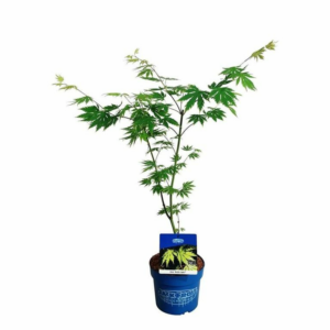 Acer 'Arctic Jade'