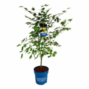 Acer 'Arctic Jade'