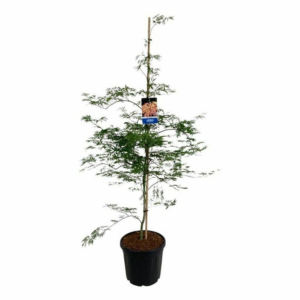 Acer 'Ice Dragon'