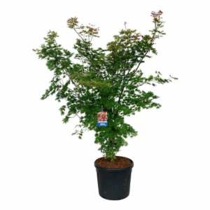 Acer 'North Wind'