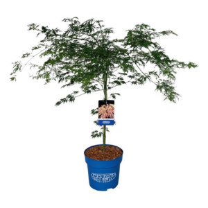 Acer 'Ice Dragon'