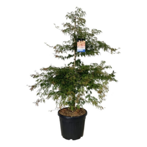 Acer 'Ice Dragon'