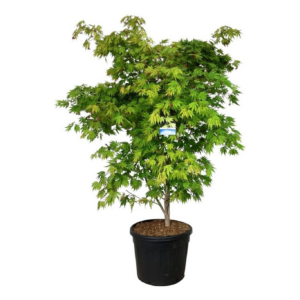 Acer 'Arctic Jade'
