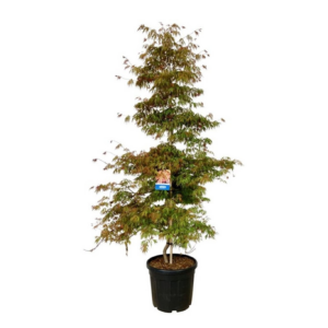 Acer 'Ice Dragon'